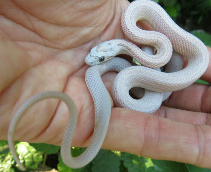 Striped Ghost Corn Snake